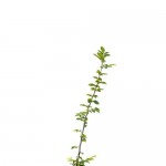 Gyertyán sövénykerítéshez