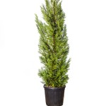 Leyland-ciprus 250/300 cm